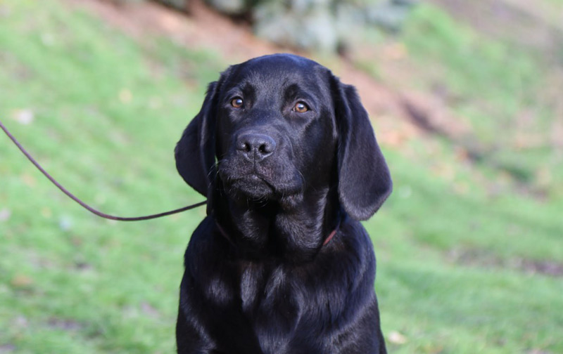 LITTLE LOUIS VUITTON Black&Chocolate