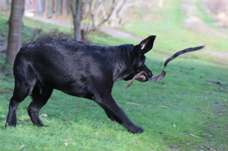 LITTLE LOUIS VUITTON Black&Chocolate