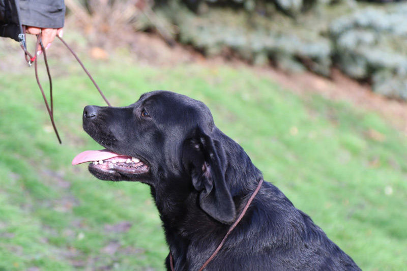 LITTLE LOUIS VUITTON Black&Chocolate