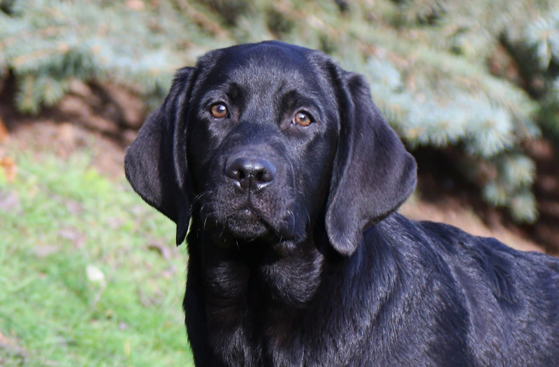 LITTLE LOUIS VUITTON Black&Chocolate