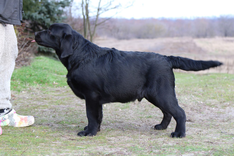 LIONELL MESSI Black&Chocolate