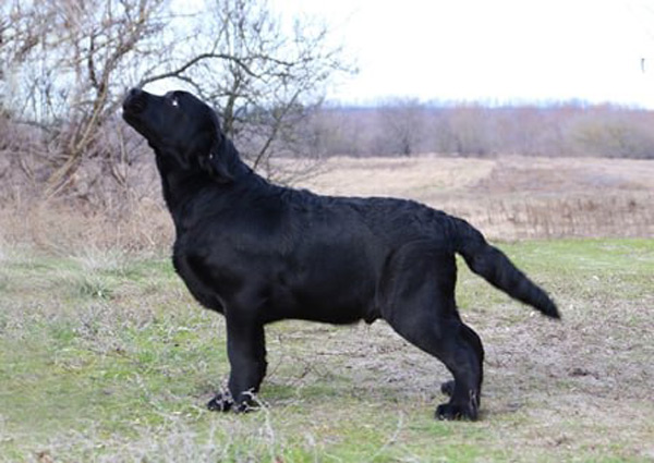 LIONELL MESSI Black&Chocolate