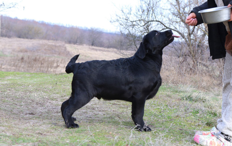 LIONELL MESSI Black&Chocolate