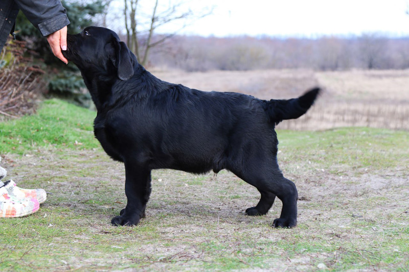 LIONELL MESSI Black&Chocolate