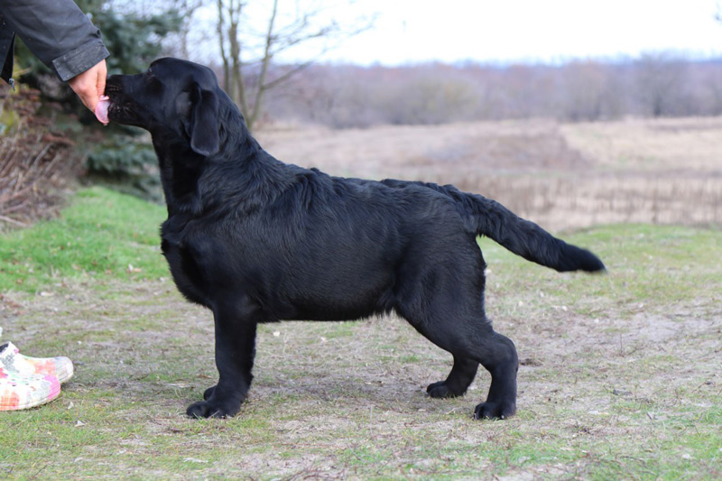 LIONELL MESSI Black&Chocolate