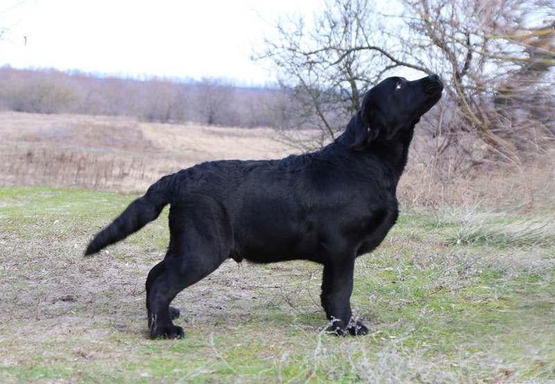 LIONELL MESSI Black&Chocolate