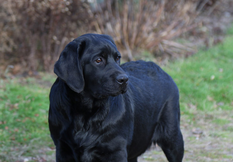 LOVELY PRADA Black&Chocolate