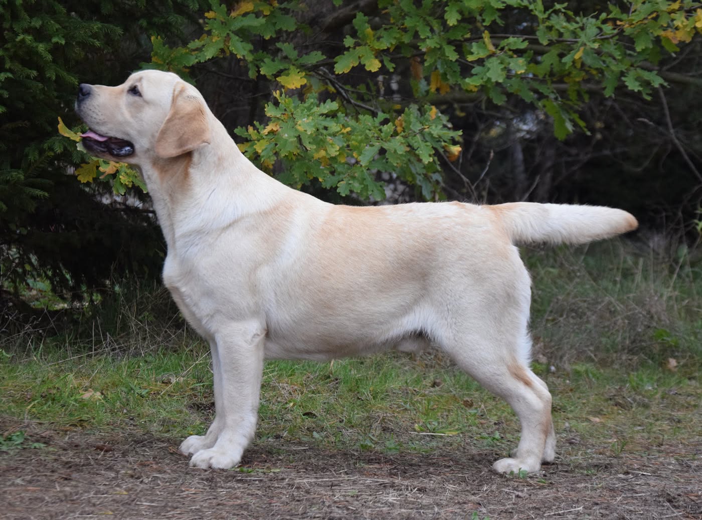 Conquest Mar-Moye Mr Majestic Bella Mare