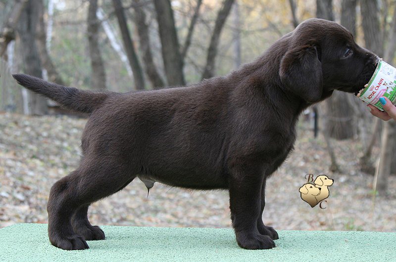 Teodor Charming Prince Black&Chocolate