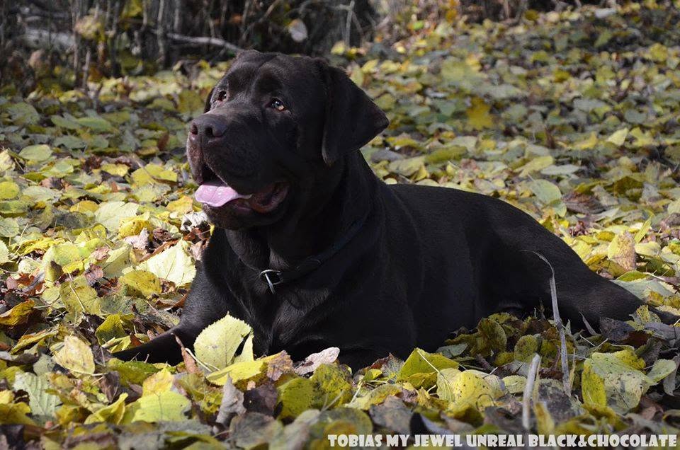 Tobias My Jewel Unreal Black&Chocolate