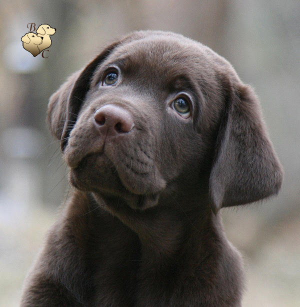 Teodor Charming Prince Black&Chocolate