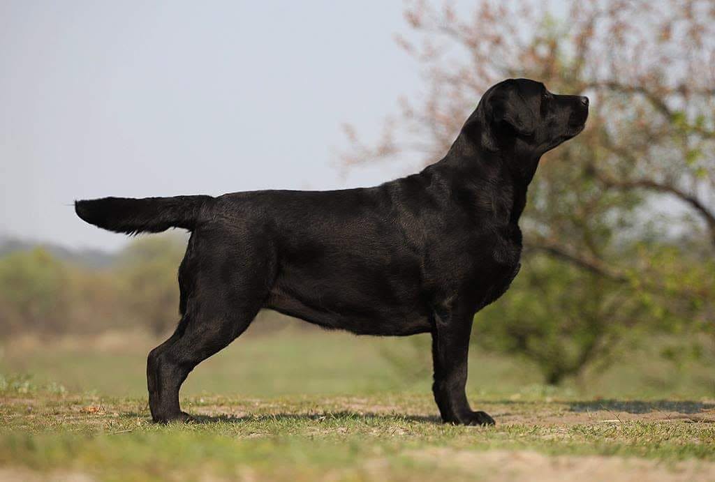 Charlie's Angel z Grodu Hrabiego Malmesbury