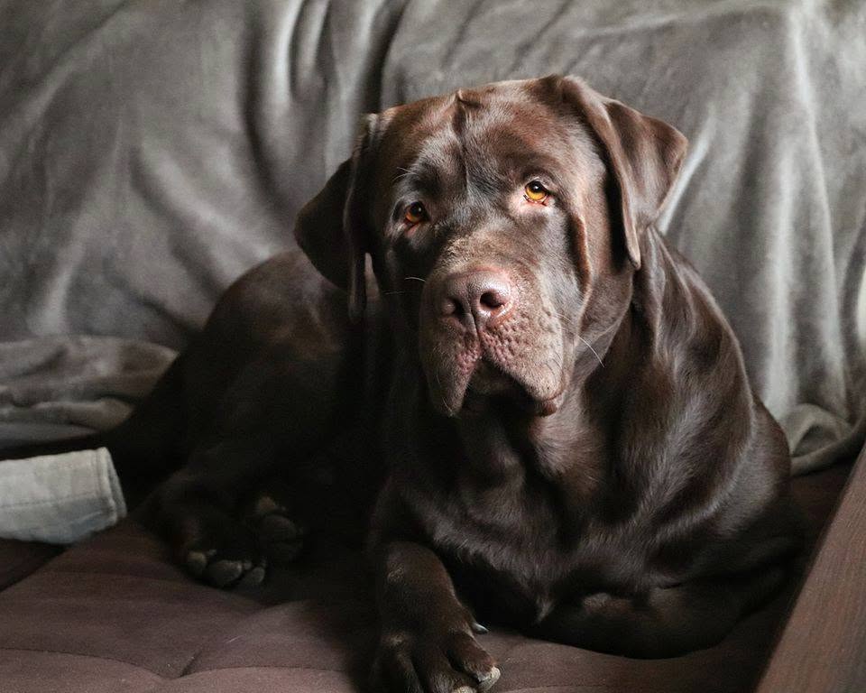 Tobias My Jewel Unreal Black&Chocolate