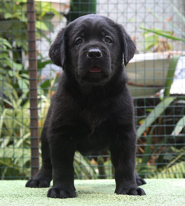 Diskovery Girl Black&Chocolate