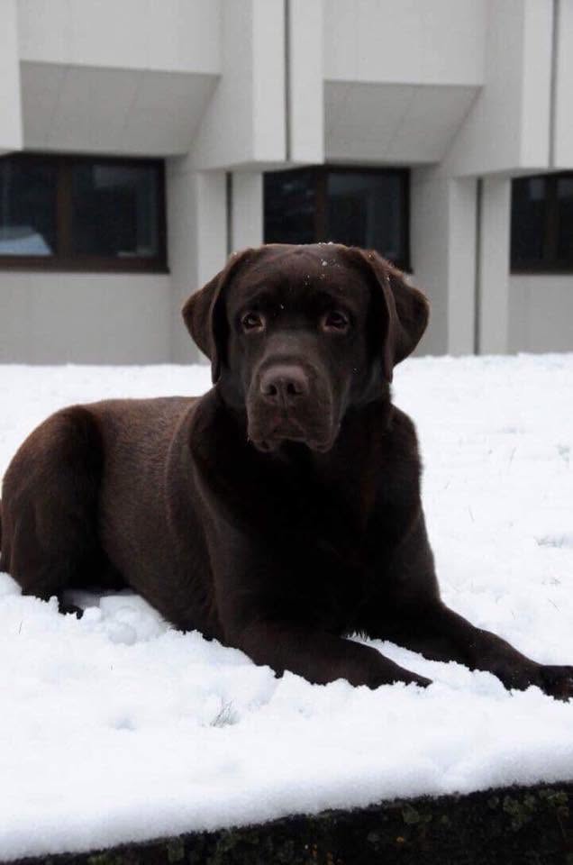 Teodor Charming Prince Black&Chocolate