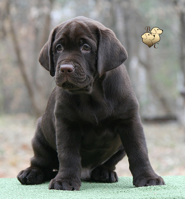 Tobias My Jewel Unreal Black&Chocolate
