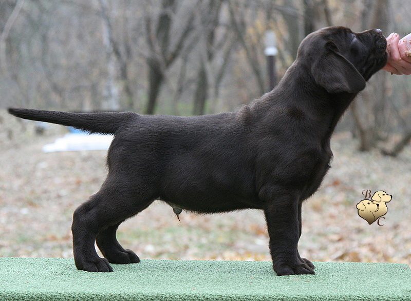 Tobias My Jewel Unreal Black&Chocolate