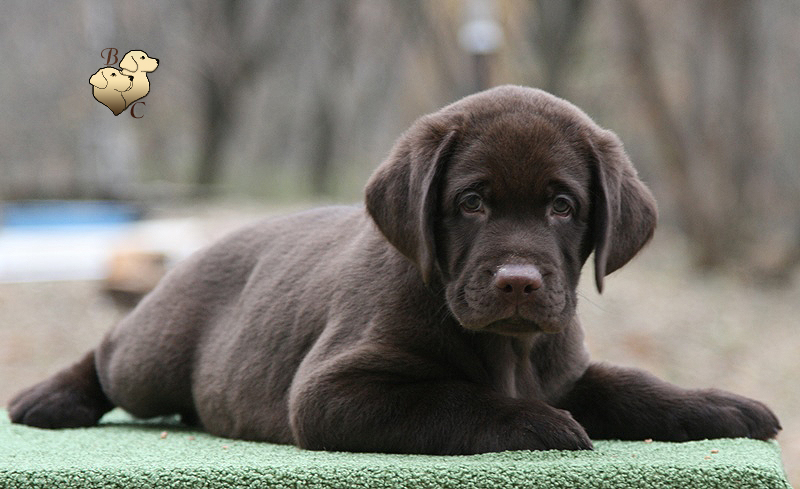 Teodor Charming Prince Black&Chocolate