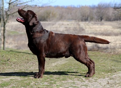 Izzi Wizzi Black&Chocolate
