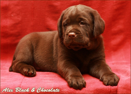 Alex Black&Chocolate