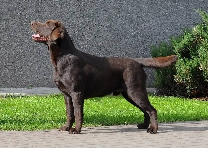 Teodor Charming Prince Black&Chocolate