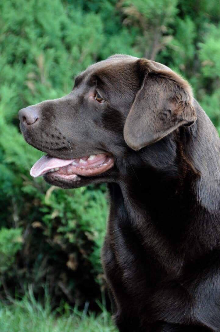 Teodor Charming Prince Black&Chocolate