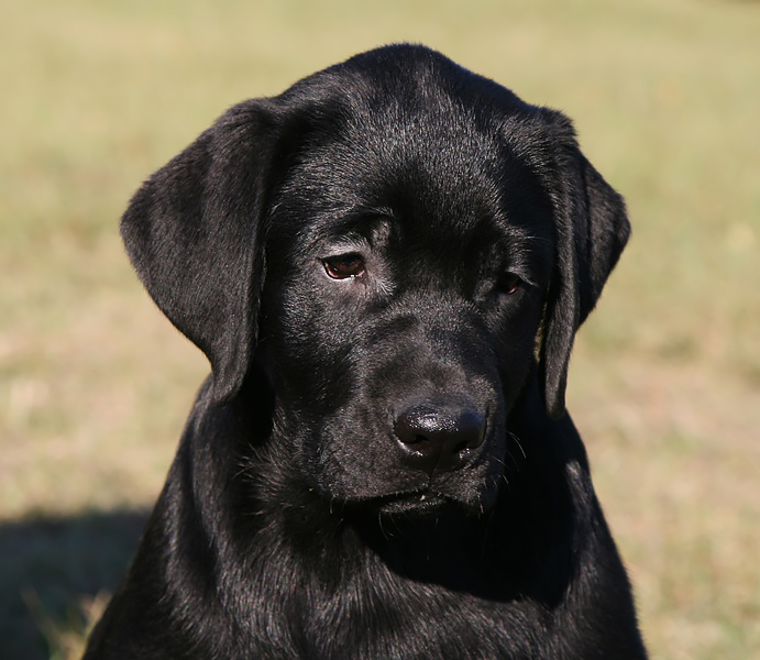 Driada Wink Black&Chocolate