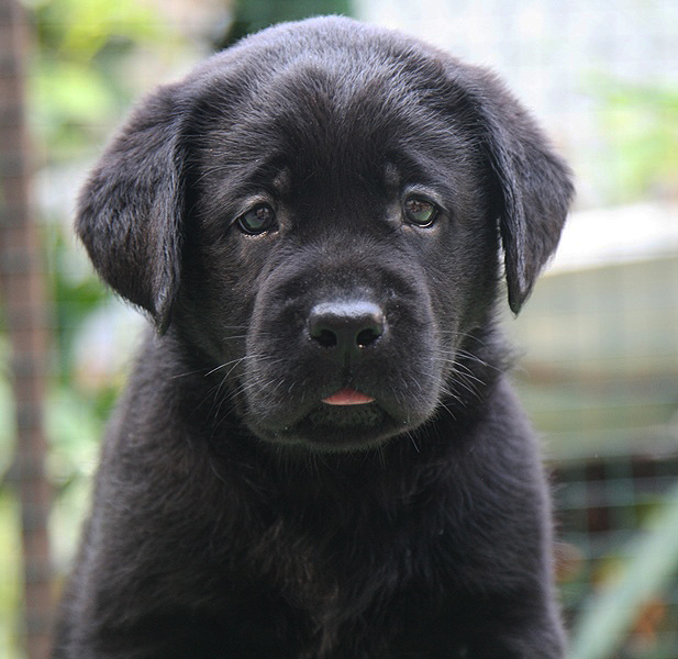 Diskovery Girl Black&Chocolate