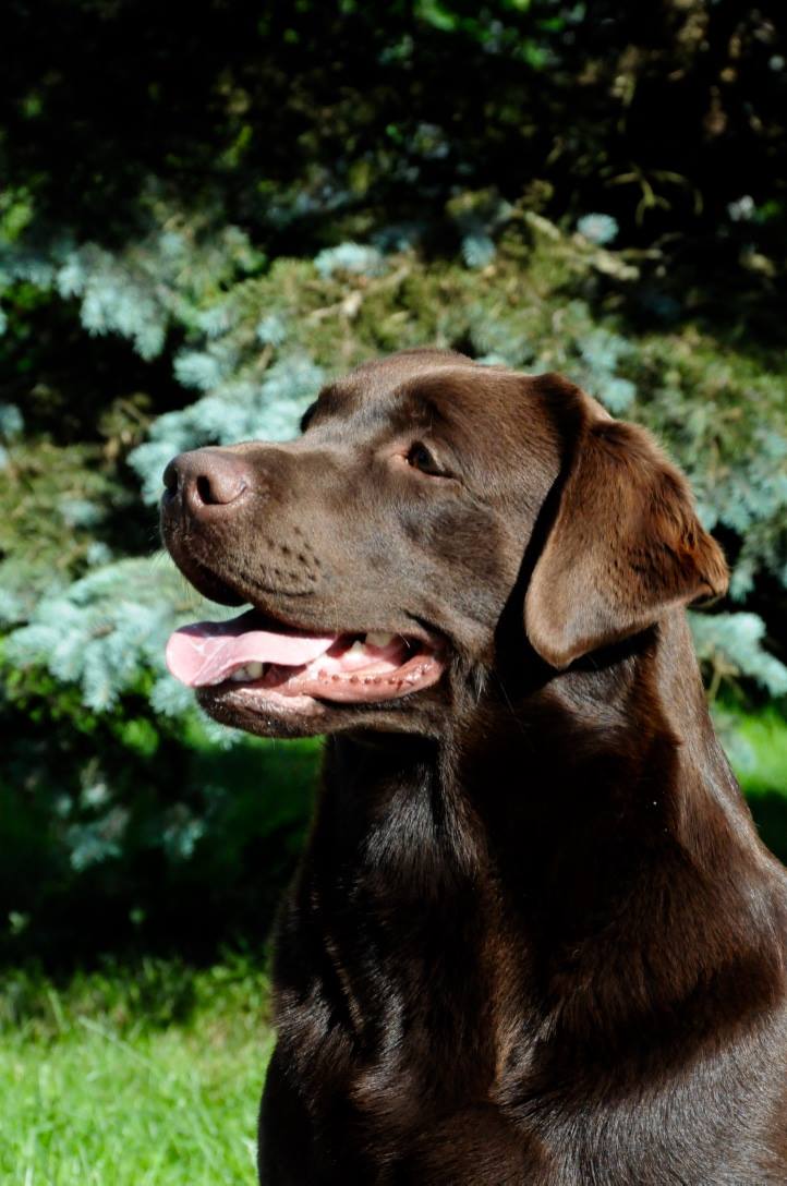 Teodor Charming Prince Black&Chocolate