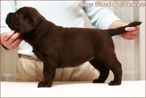 Anny Black&Chocolate