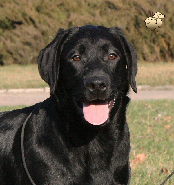 Diskovery Girl Black&Chocolate