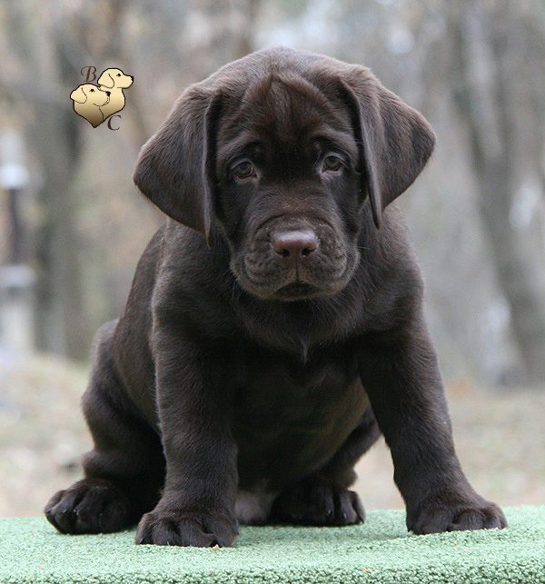 Tobias My Jewel Unreal Black&Chocolate