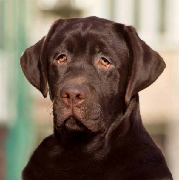 Tobias My Jewel Unreal Black&Chocolate