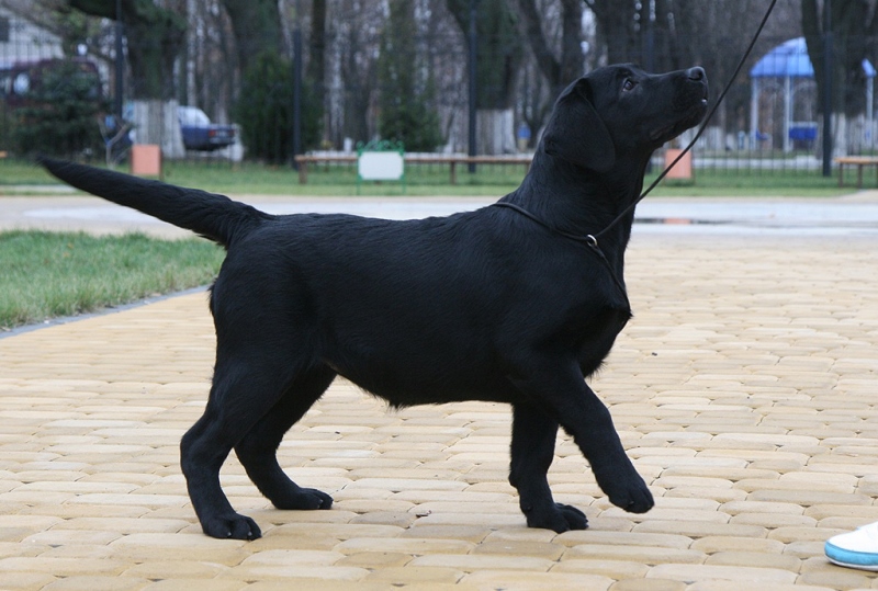 Diskovery Girl Black&Chocolate