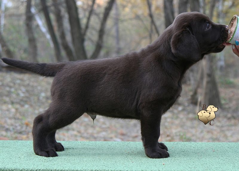 Teodor Charming Prince Black&Chocolate