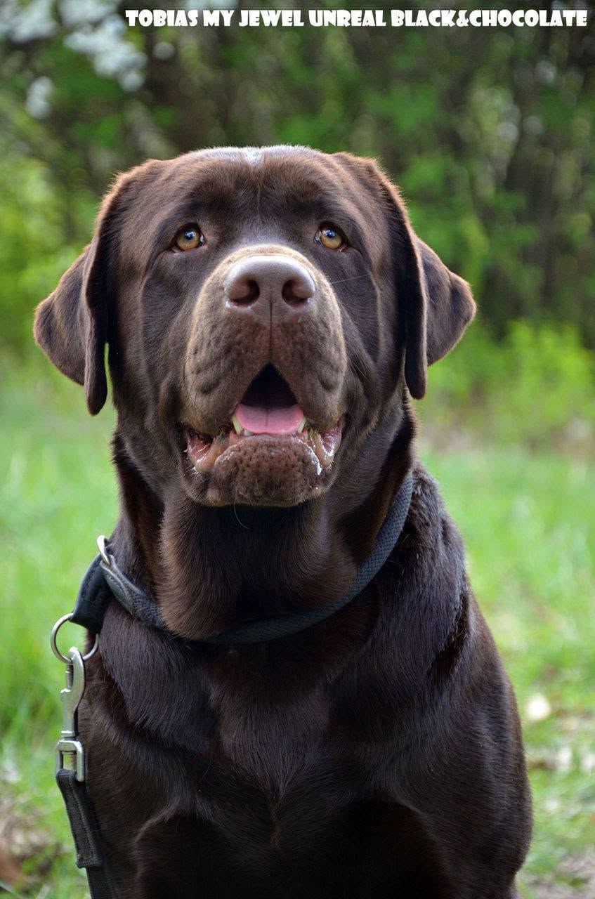 Tobias My Jewel Unreal Black&Chocolate