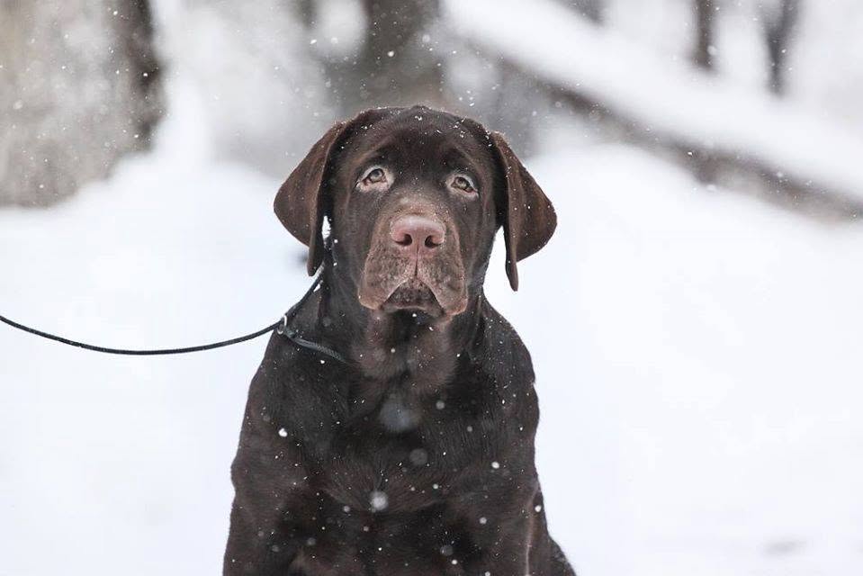 Tobias My Jewel Unreal Black&Chocolate