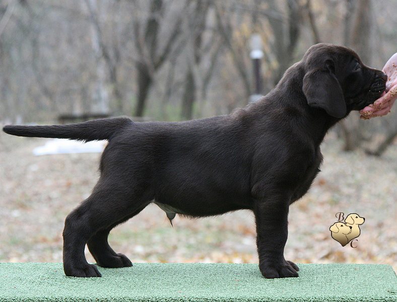 Tobias My Jewel Unreal Black&Chocolate