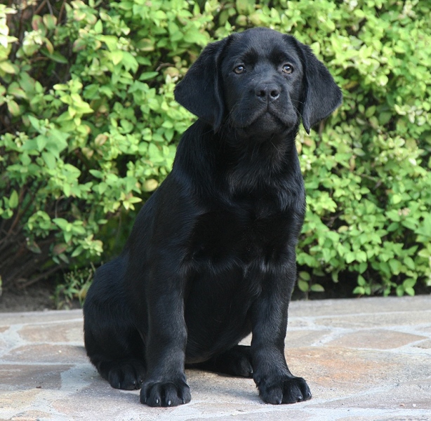 Penny Lane Black&Chocolate