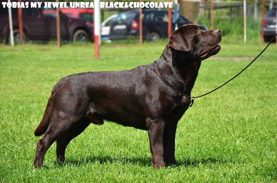 Tobias My Jewel Unreal Black&Chocolate