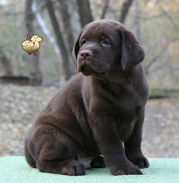 Teodor Charming Prince Black&Chocolate