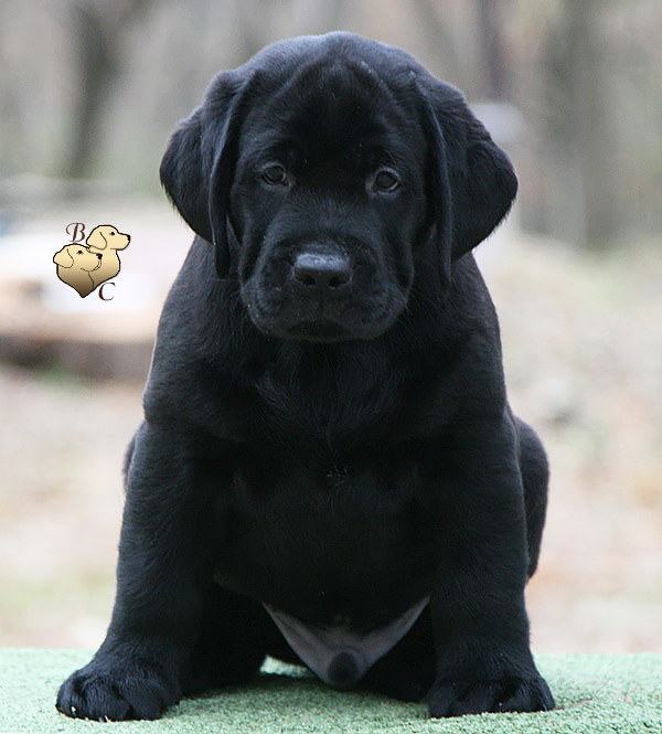 Terrific Showman Black&Chocolate