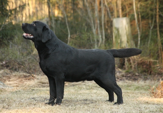 Mambrinos Black Cap