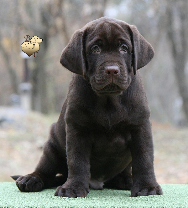 Tobias My Jewel Unreal Black&Chocolate