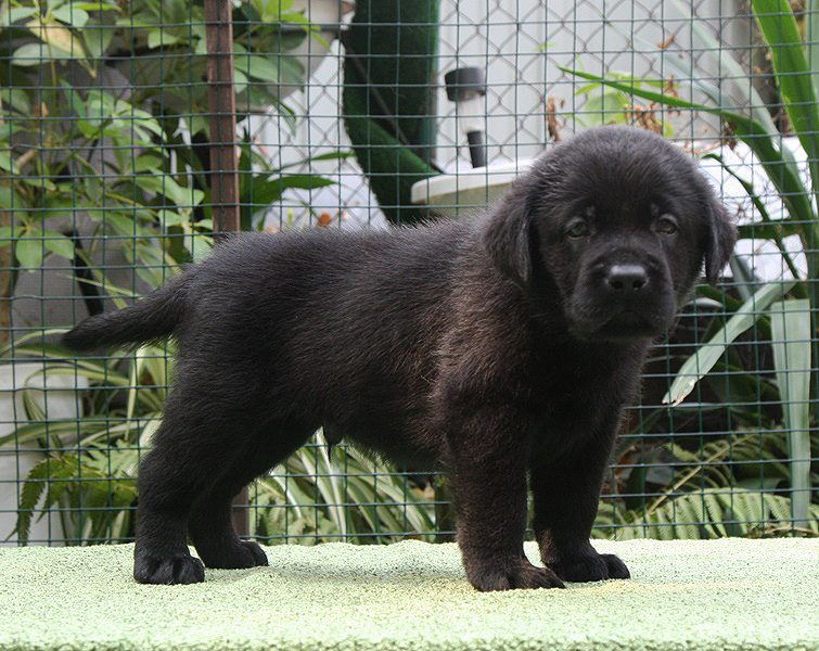 Duncan Black Boy Black&Chocolate