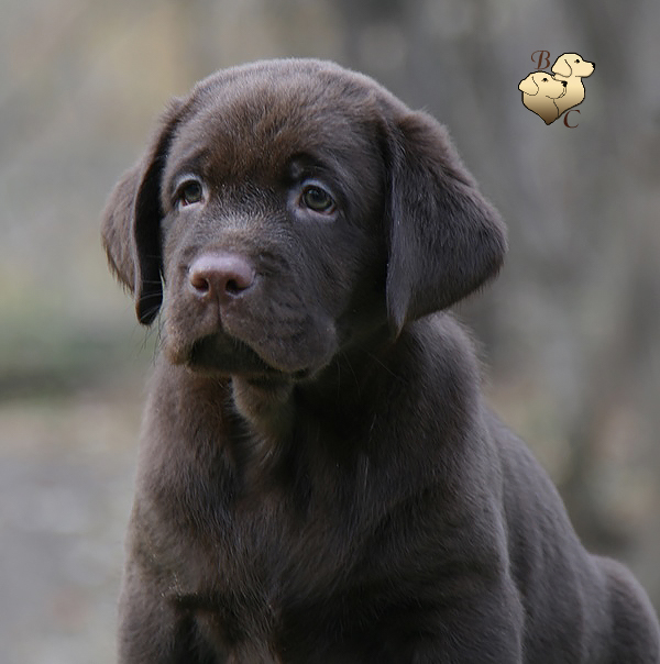 Teodor Charming Prince Black&Chocolate