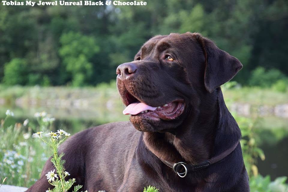 Tobias My Jewel Unreal Black&Chocolate