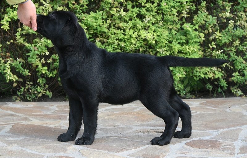 Penny Lane Black&Chocolate