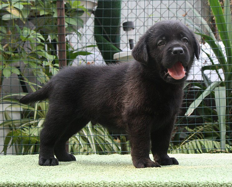 Duncan Black Boy Black&Chocolate