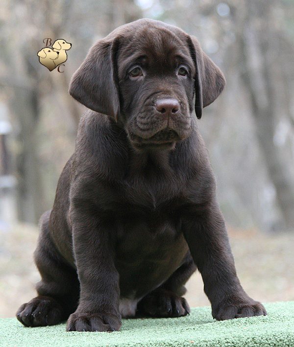 Tobias My Jewel Unreal Black&Chocolate